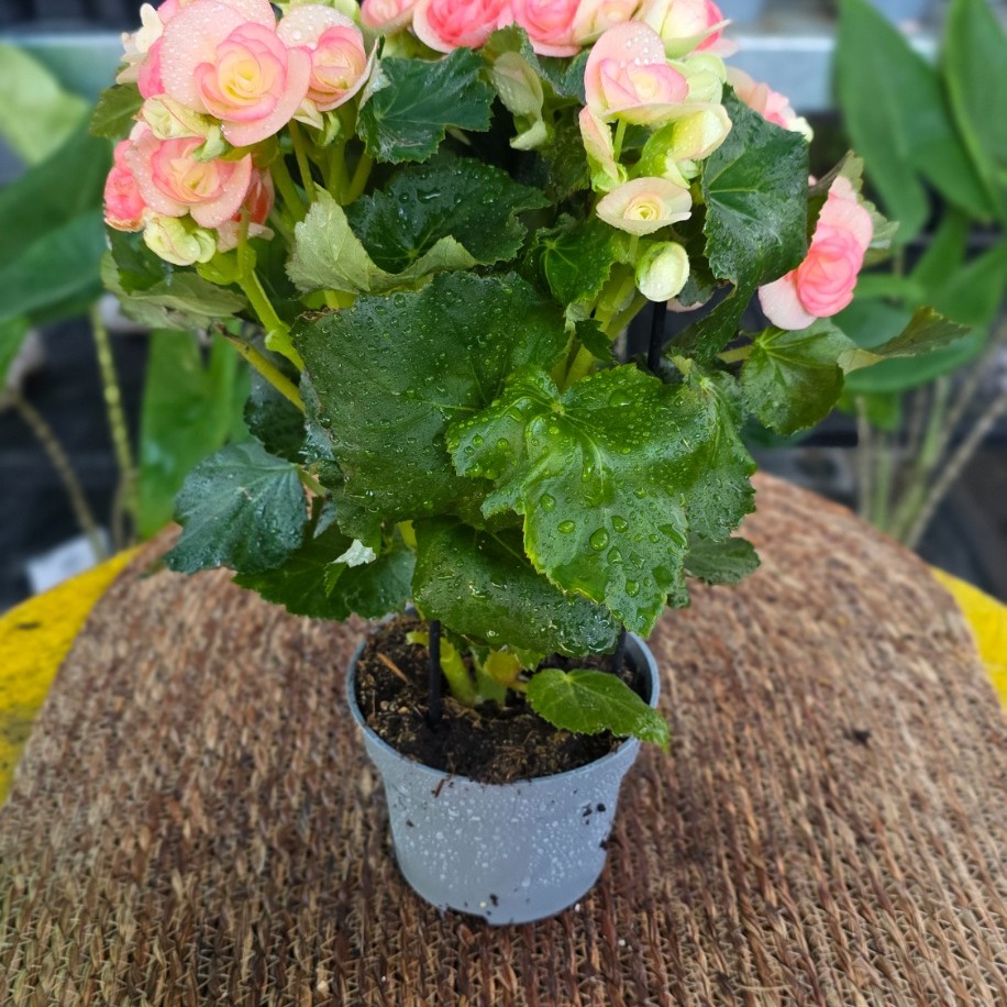 Canlı İthal Katmerli Somon-Pembe Çiçekli Yumrulu Begonya (Begonia tuberhybrida)