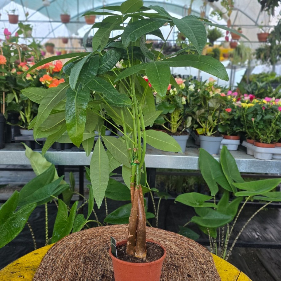 Canlı İthal Örgü Gövdeli Para Ağacı / Şans Ağacı (Pachira aquatica)