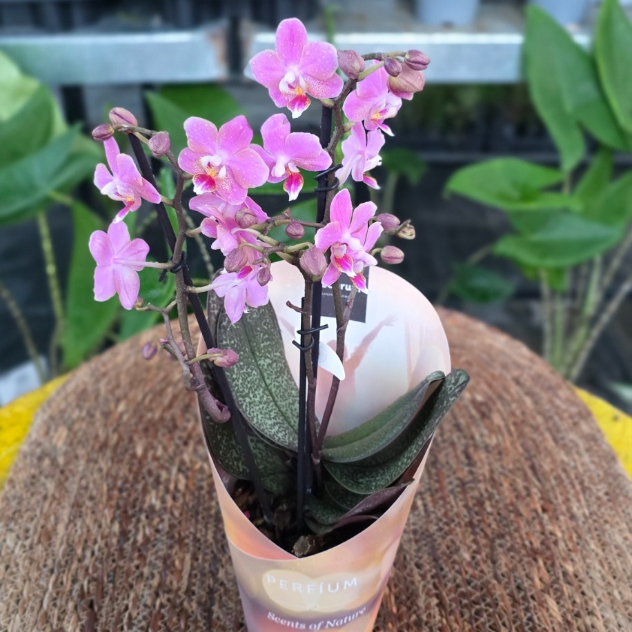 Canlı İthal Parfüm Kokulu Özel Seri Benekli Yapraklı Pembe Orkide (Phalaenopsis) - Koleksiyon