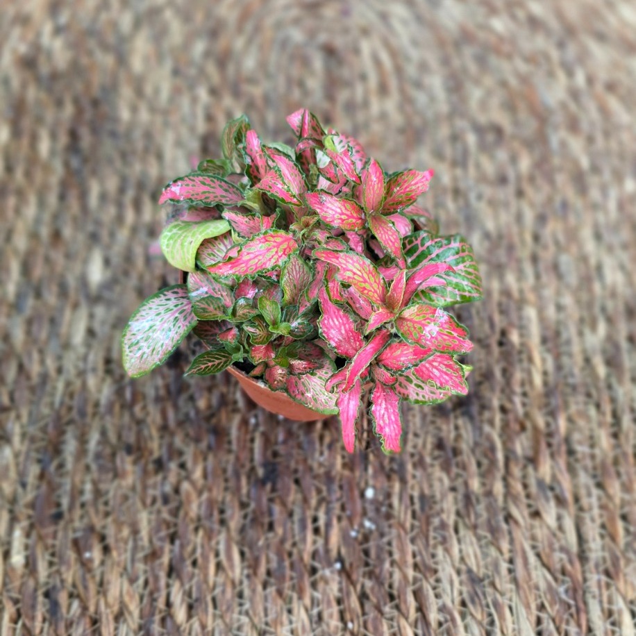 Canlı İthal Pembe Fitonya / Hostes Çiçeği (Fittonia) - Pembe Damarlı
