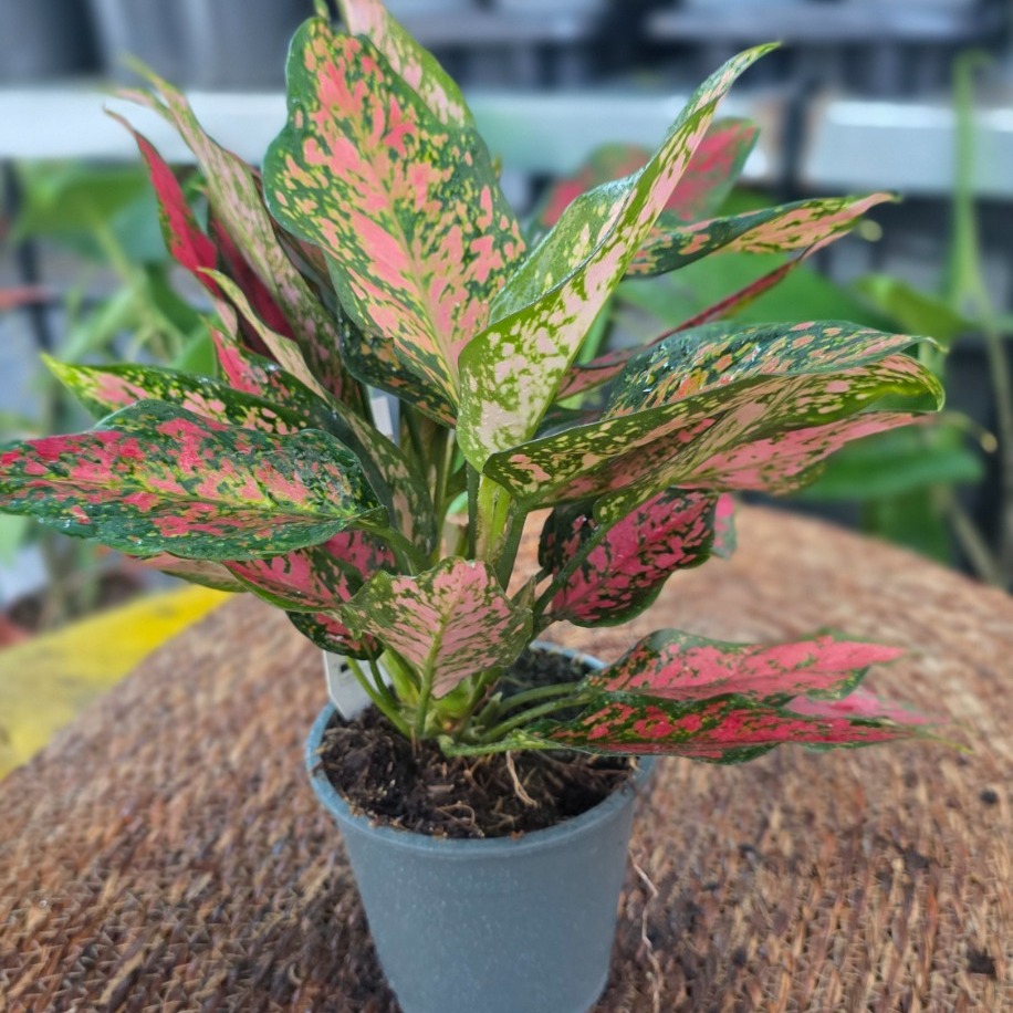 Canlı İthal Renkli Yapraklı Aglaonema / Çin Herdemgüzeli (Aglaonema 'Pink Lady'