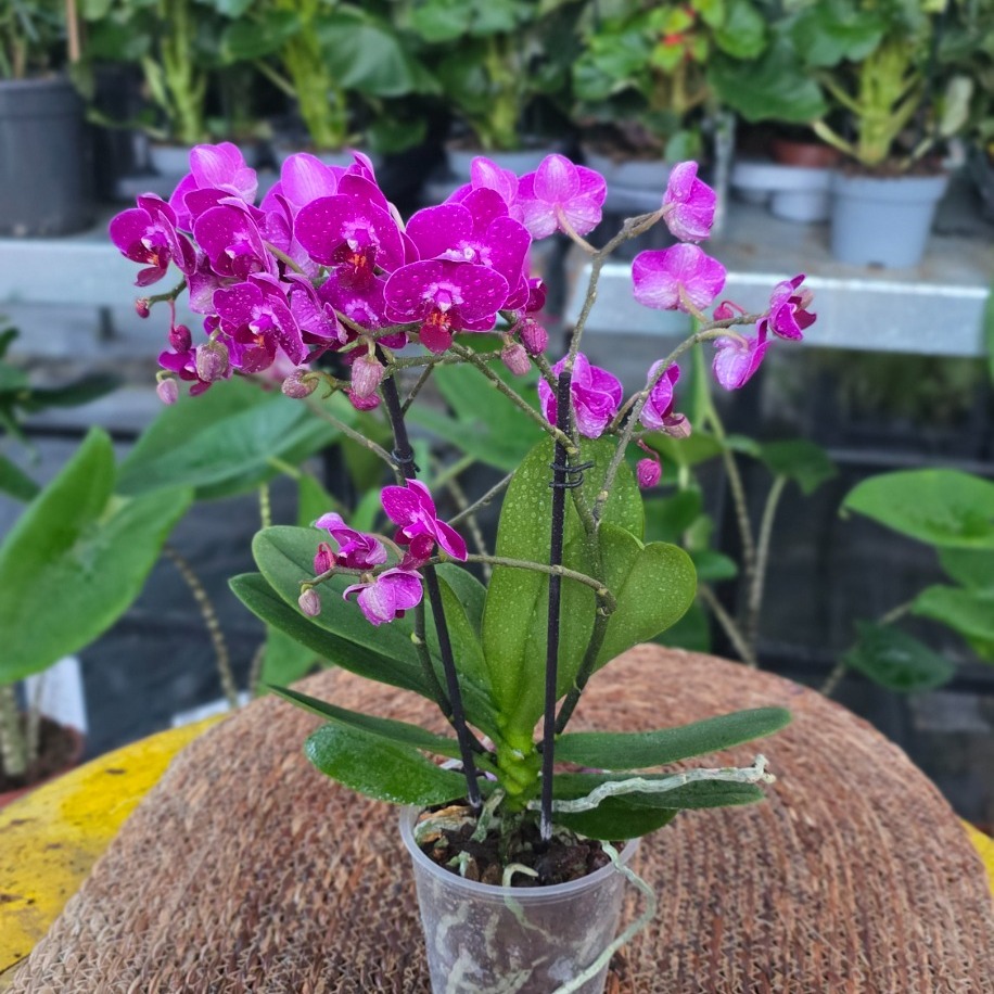 Canlı İthal Yoğun Kadife Dokulu Koyu Mor / Fuşya Mini Orkide (Phalaenopsis)