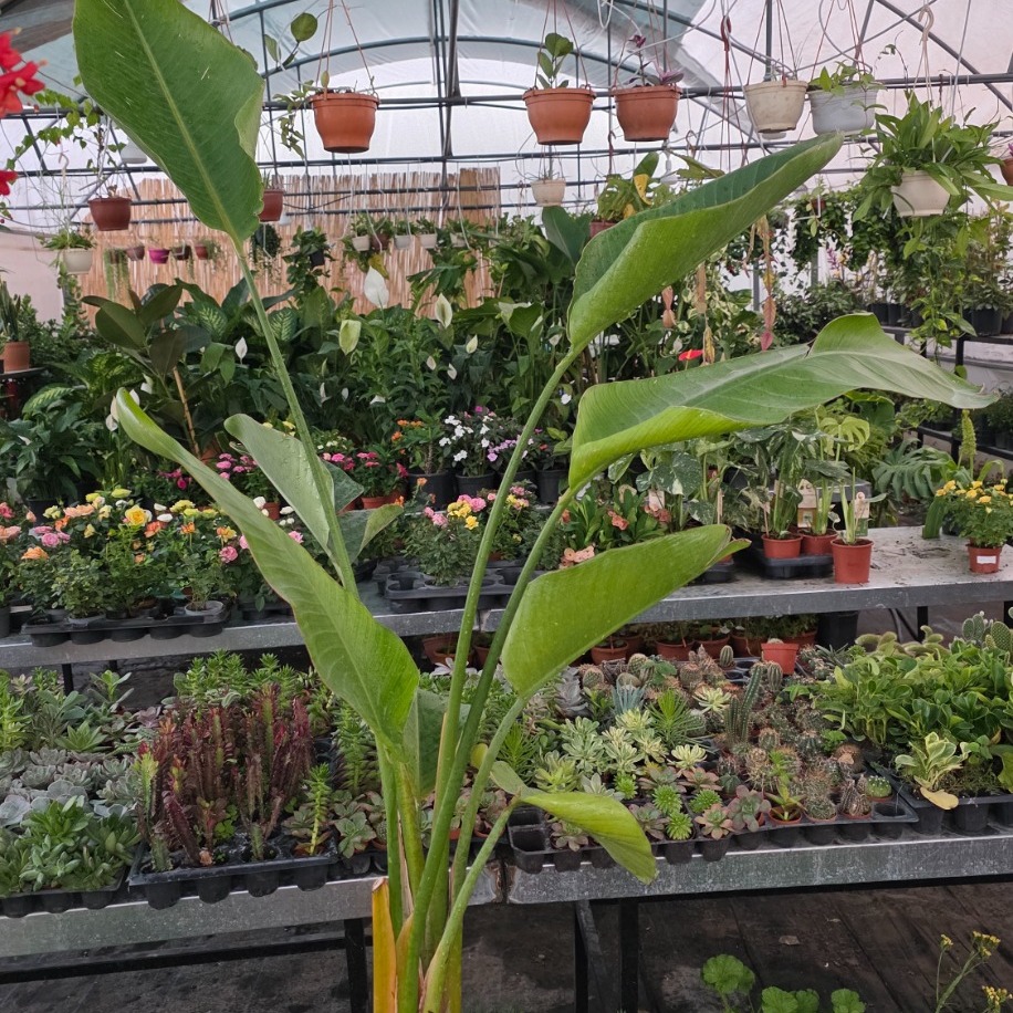 Cennet Kuşu Çiçeği Starliçe – Strelitzia Nicolai / Regina (Dev Yapraklı Lüks Salon Bitkisi)