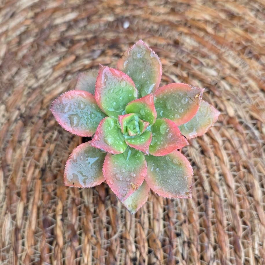 cheveria pulidonis – Canlı Dekoratif Sukulent