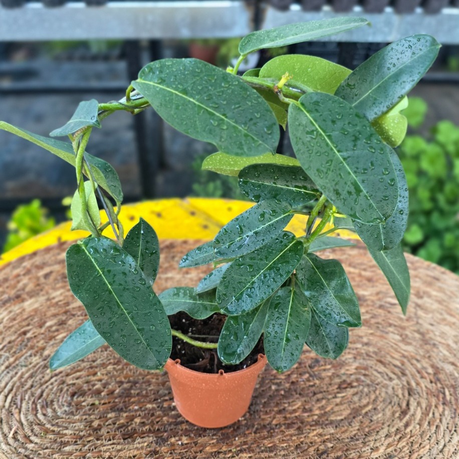 Çiçeksiz Madagaskar Yasemini – Stephanotis Floribunda (Çardaklı Sarmaşık Salon Bitkisi)