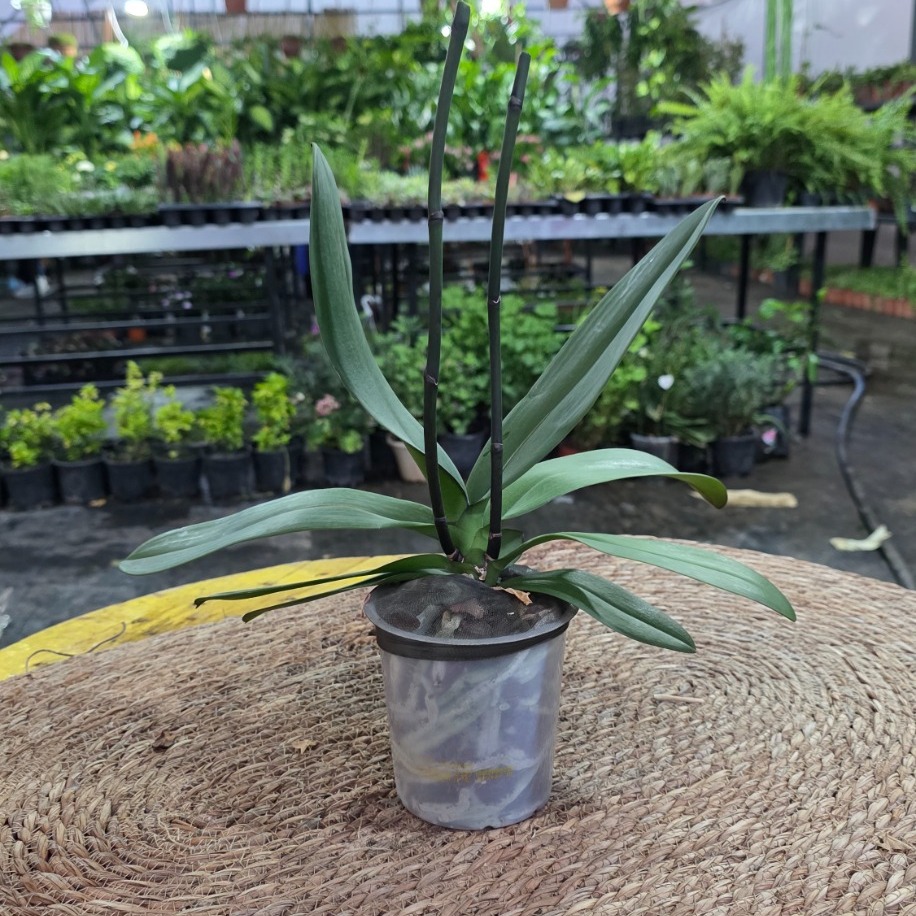 Çiçeksiz Orkide – Phalaenopsis (Kuvvetli Kök & Yaprak Aksamlı Saksılı Canlı Salon Bitkisi)