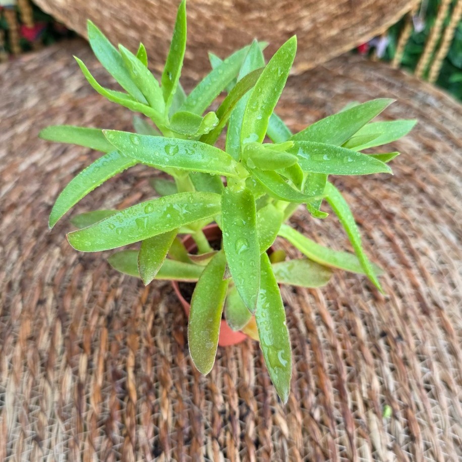 Crassula capitella (Campfire / Alev Sukulenti) Fidesi – Canlı Süs Bitkisi