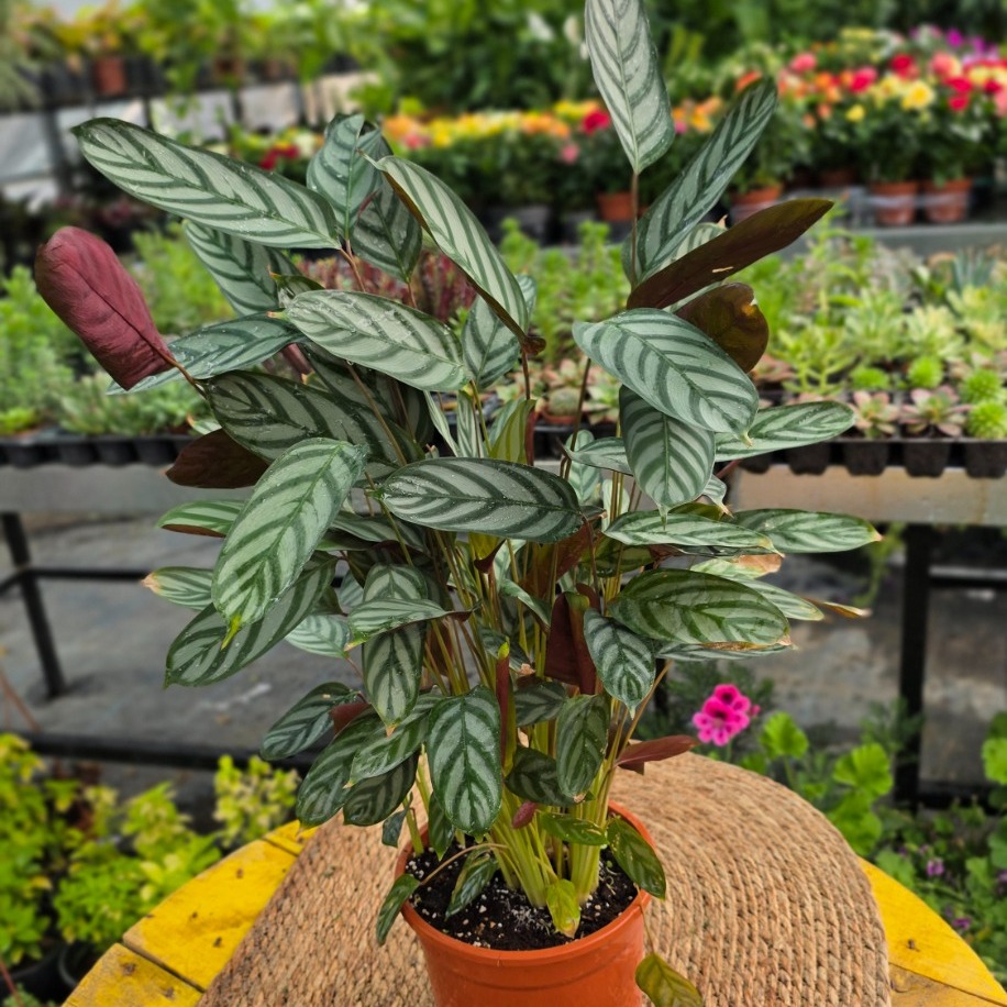 Ctenanthe Setosa – Gri Dua Çiçeği (Canlı Salon Bitkisi)
