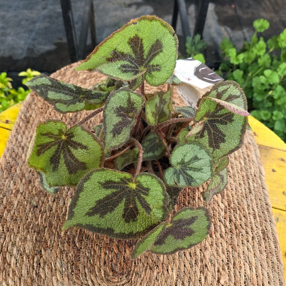 Demir Haç Begonya – Begonia Masoniana Iron Cross (Canlı Özel Yaprak Begonyası)