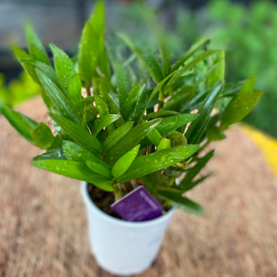 Dendrobium Nobile Orkide – Bol Gövdeli Canlı Orkide (Özel Koleksiyon Türü)