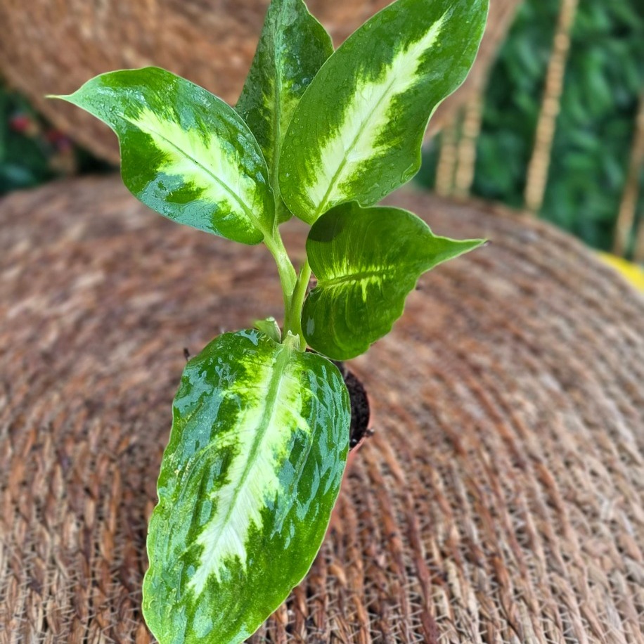 Difenbahya Camilla (Dieffenbachia) Mini Fidesi – Canlı Süs Bitkisi