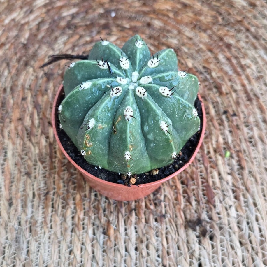 Domino Kaktüs (Echinopsis subdenudata) Fidesi – Canlı Süs Bitkisi