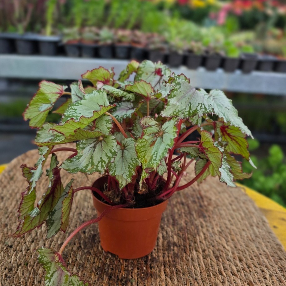 Ebruli Yaprak Begonyası – Begonia Rex (Canlı Yoğun Formlu Salon Bitkisi)