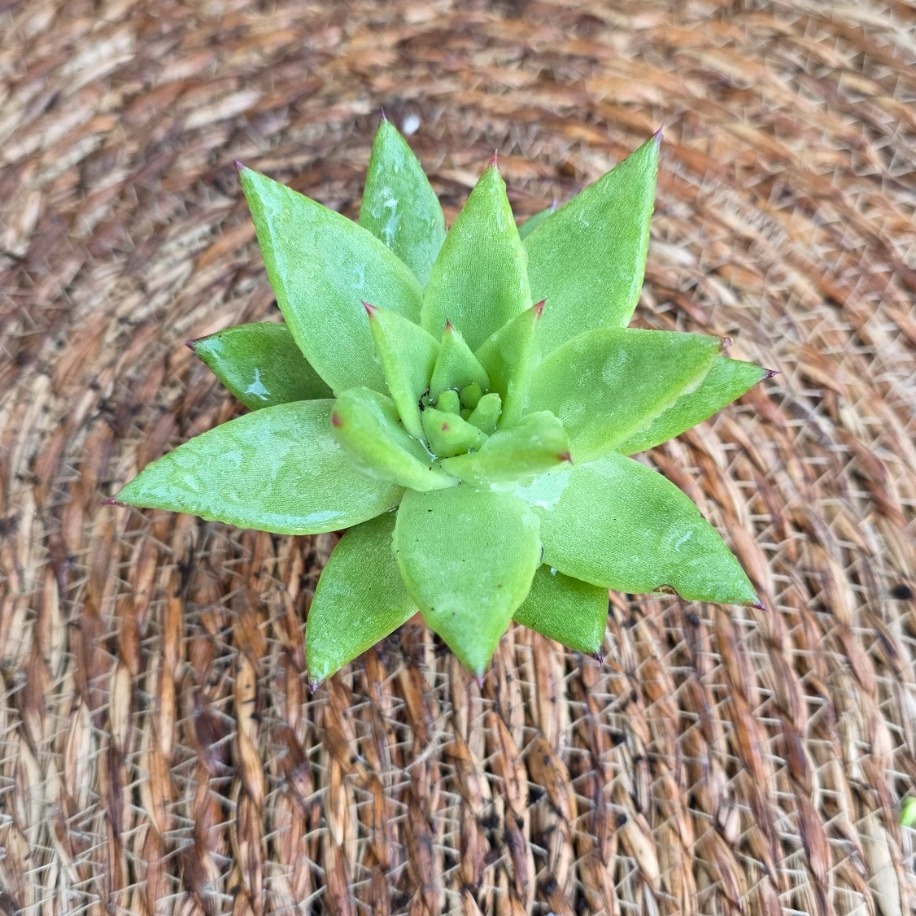 Echeveria agavoides Sukulent Fidesi – Canlı Yeşil Süs Bitkisi