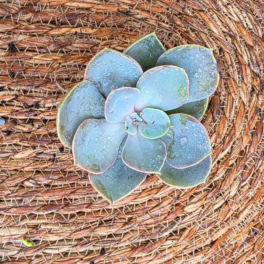 Echeveria Perle von Nürnberg – Canlı Dekoratif Sukulent