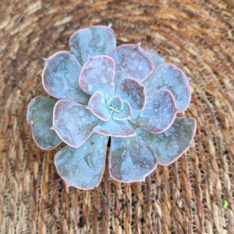 Echeveria 'Perle von Nurnberg' Fidesi – Canlı Pastel Mor Süs Bitkisi