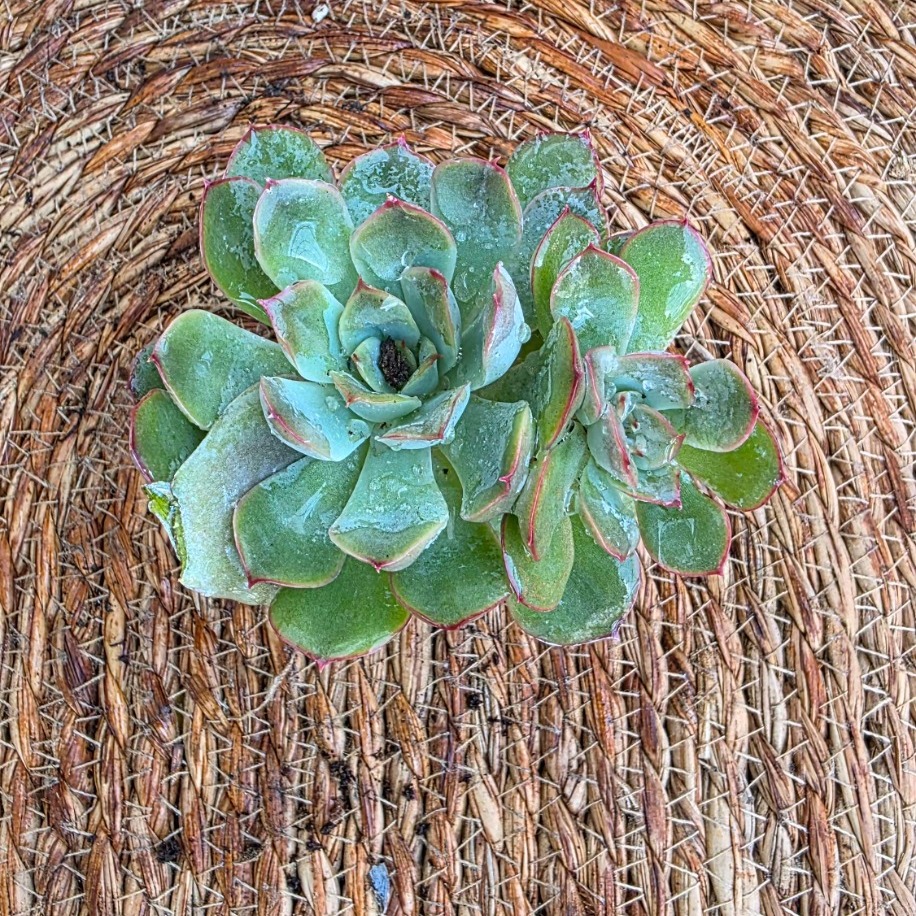 Echeveria Pulidonis – Canlı Dekoratif Sukulent