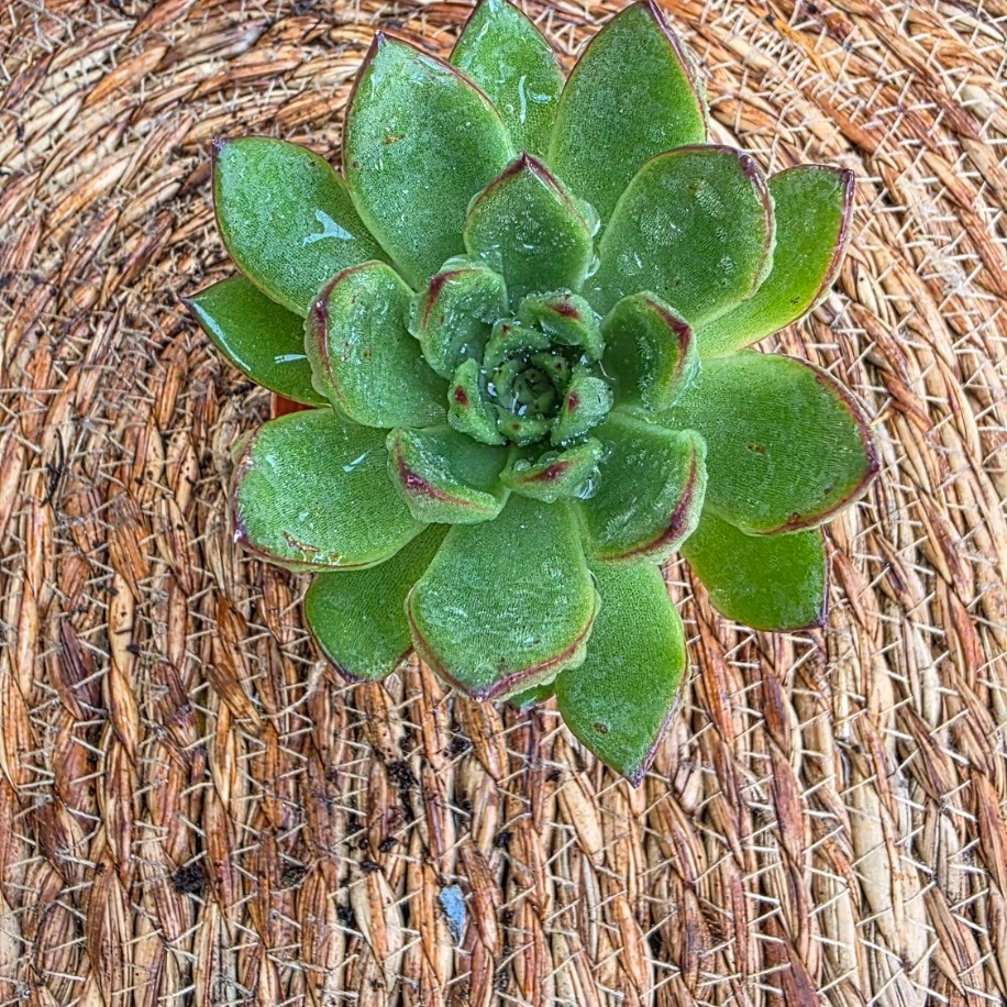 Echeveria Pulidonis (Kırmızı Kenarlı Sukulent) – Canlı Dekoratif Sukulent