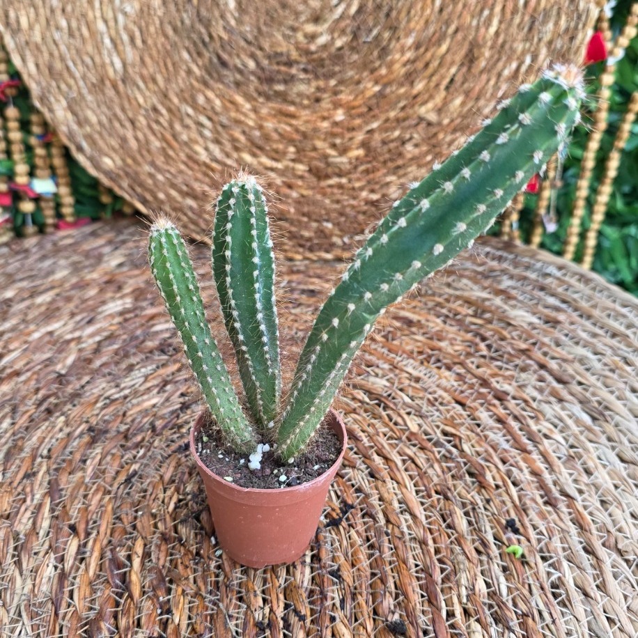 Echinopsis Tomurcuklu Çiçek Kaktüsü Fidesi – Canlı Süs Bitkisi