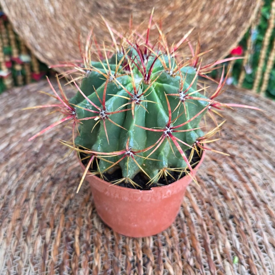 Ferocactus (Kırmızı Dikenli Kaktüs) Fidesi – Canlı Süs Bitkisi
