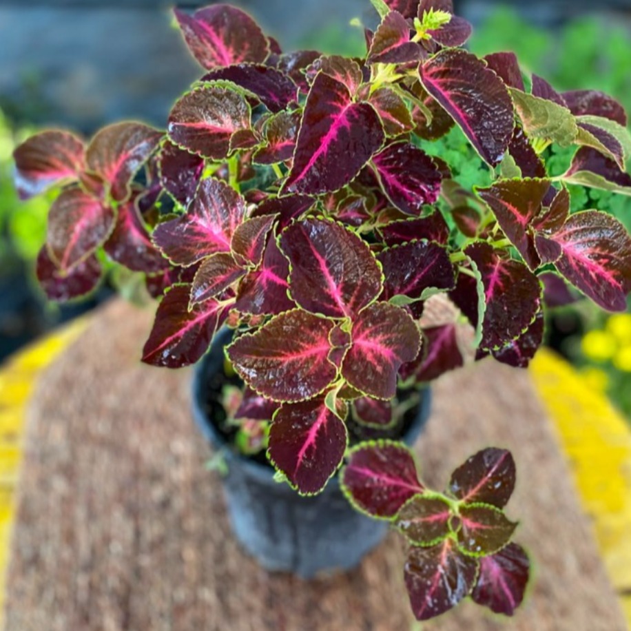 Fuşya Damarlı Yaprağı Güzel (Kolyos) – Coleus (Bordo Fuşya Alacalı Yapraklı Canlı Bitki)