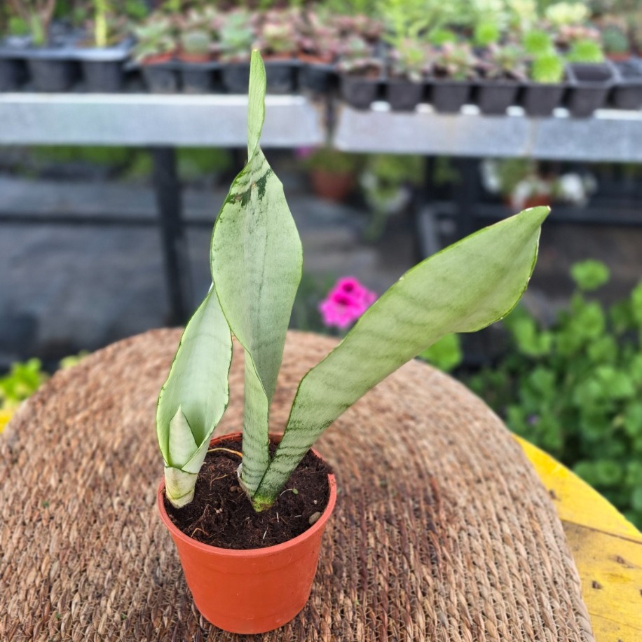 Gümüş Ay Işığı Paşa Kılıcı – Sansevieria Moonshine (Minyatür & Yavrulu Salon Bitkisi)