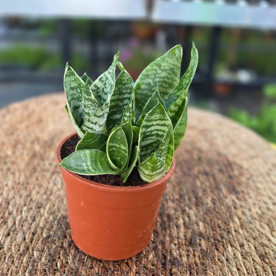 Gümüş Bodur Paşa Kılıcı – Sansevieria Silver Hahnii (Minyatür Canlı Salon Bitkisi)