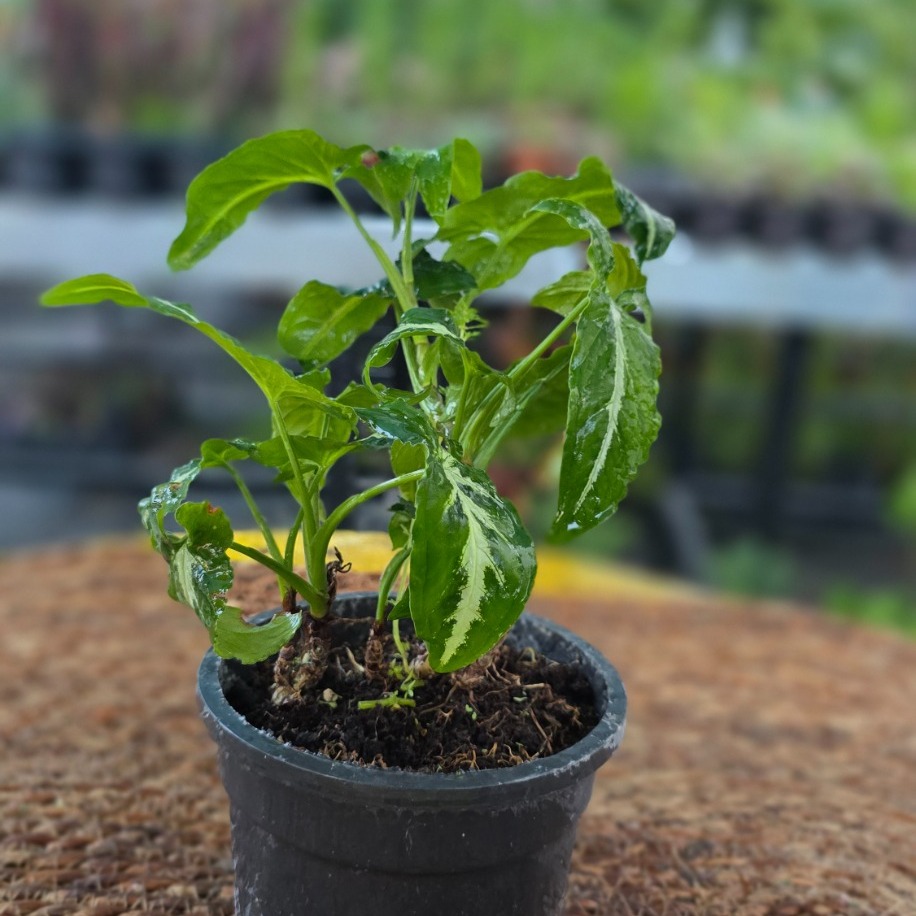 Gümüş Damarlı Ok Ucu Çiçeği – Syngonium Pixie (Minyatür Desenli Salon Bitkisi)
