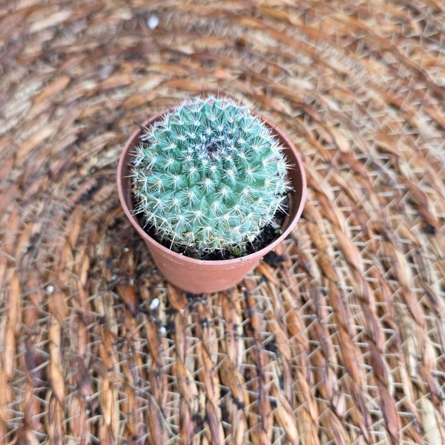 Gümüş Yıldız Kaktüsü (Mammillaria) Fidesi – Canlı Süs Bitkisi