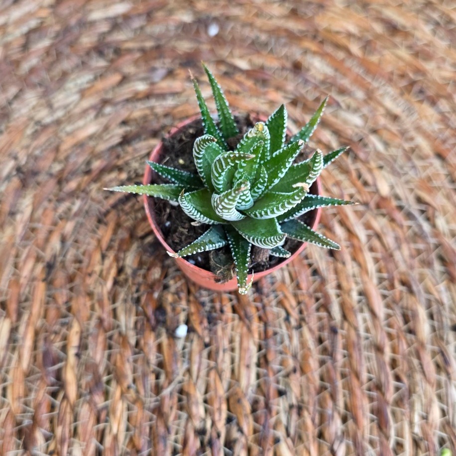 Haworthia (Zebra Sukulenti) Fidesi – Canlı Çizgili Süs Bitkisi