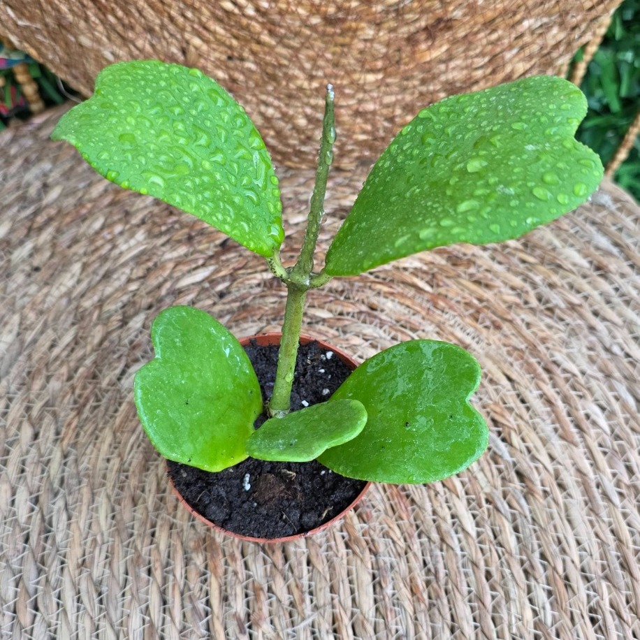 Hoya Kerrii (Kalp Yapraklı Mum Çiçeği) – Canlı İç Mekan Süs Bitkisi