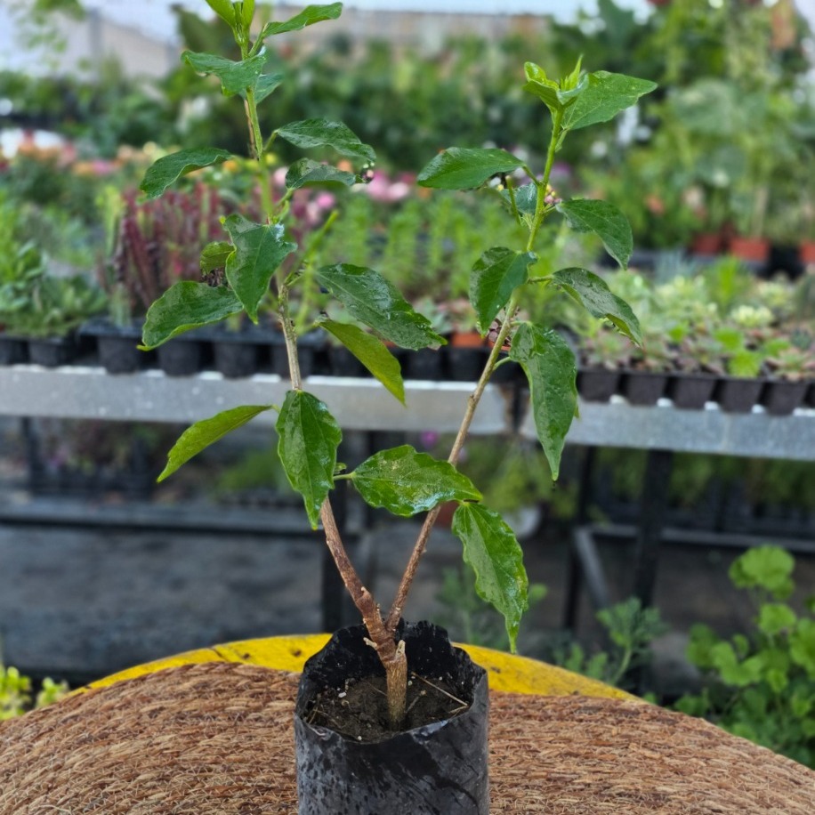 Japon Gülü Fidesi – Hibiscus Rosa-Sinensis (Tüplü Canlı Çiçekli Çalı & Balkon Çiçeği)
