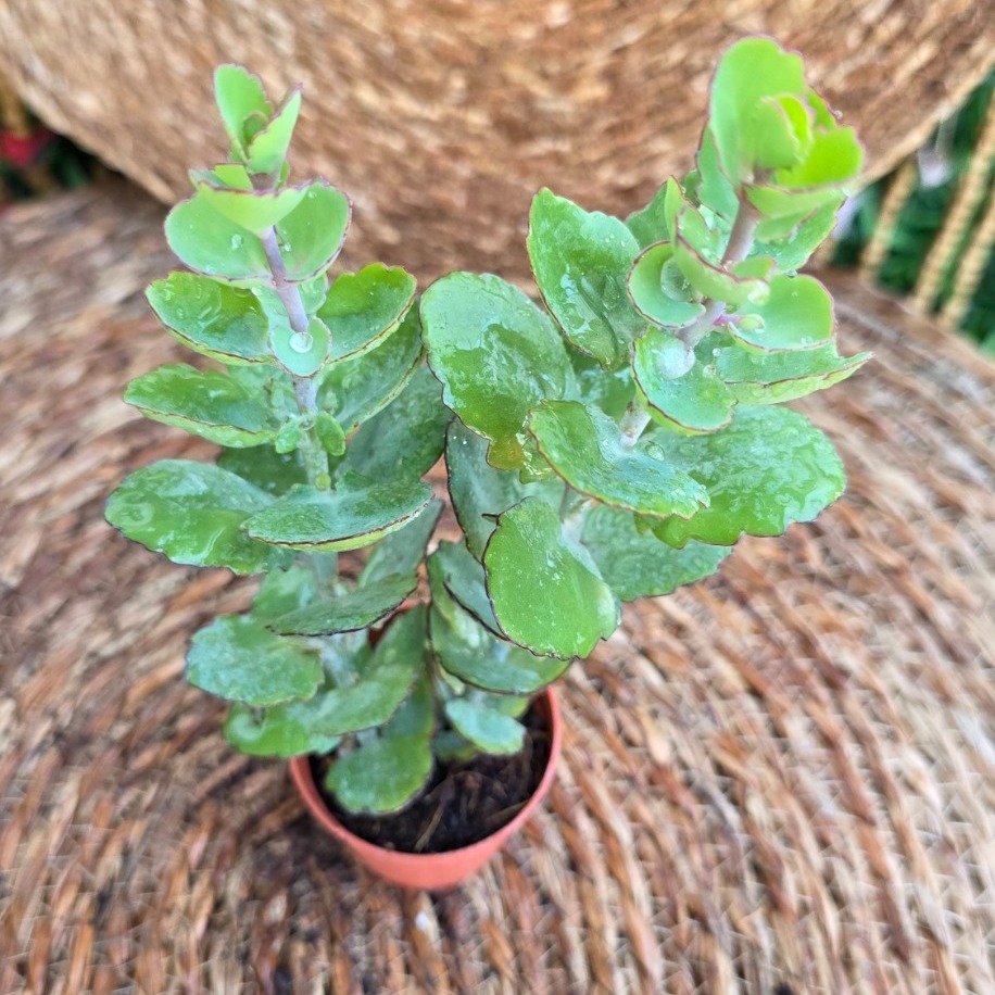 Kalanchoe fedtschenkoi Fidesi – Canlı Pembe Kenarlı Süs Bitkisi