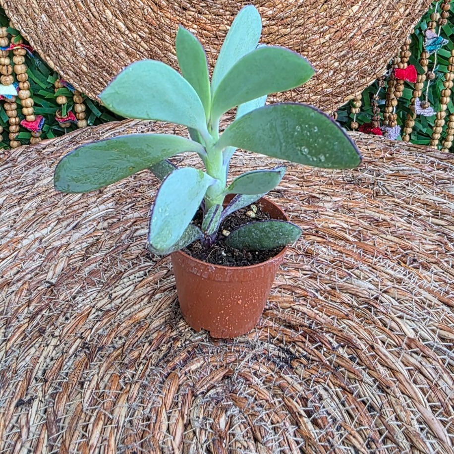 Kalanchoe Luciae (Kürek Sukulent) – Canlı Dekoratif Sukulent Bitkisi