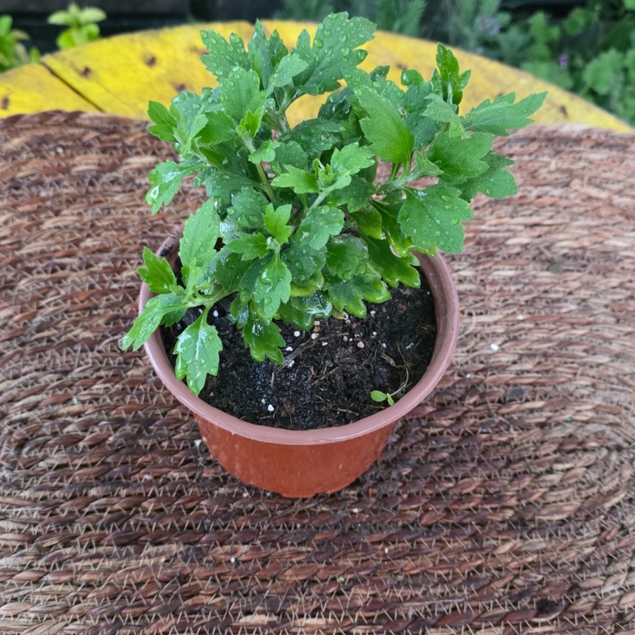 Kasımpatı Çiçeği Saksılı – Chrysanthemum (Renkli Balkon, Bahçe & Salon Bitkisi)