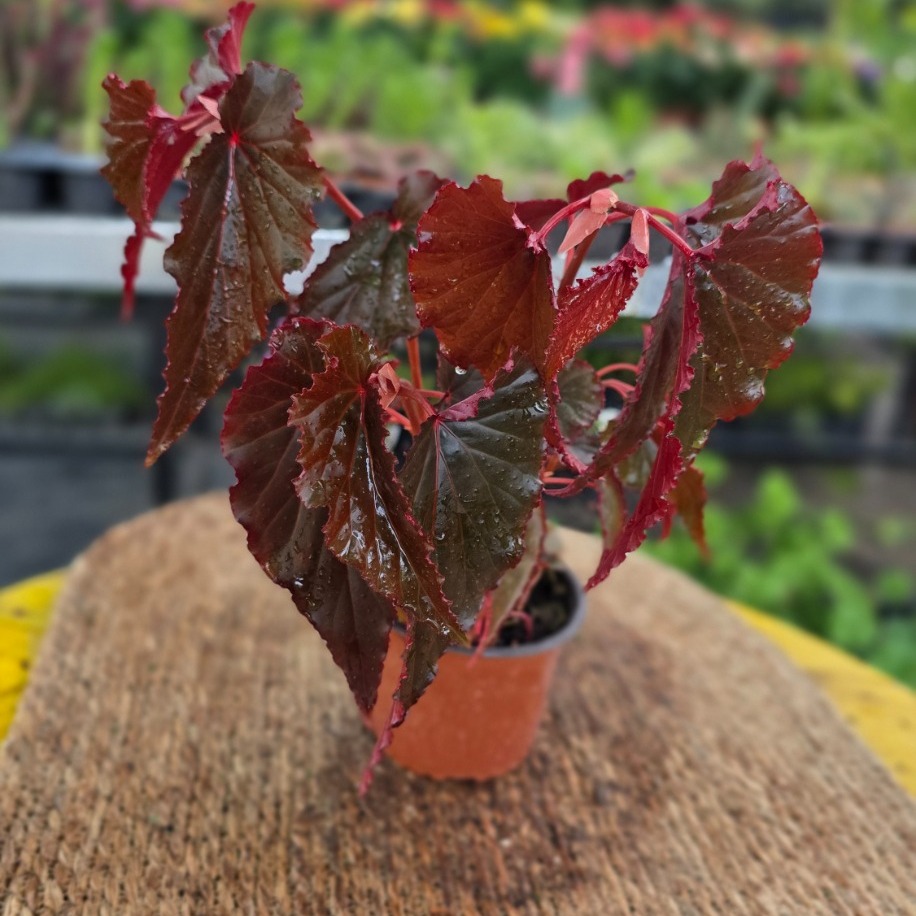 Kırmızı Alev Yaprak Begonyası – Begonia Rex Inca Flame (Canlı Kırmızı Salon Bitkisi)