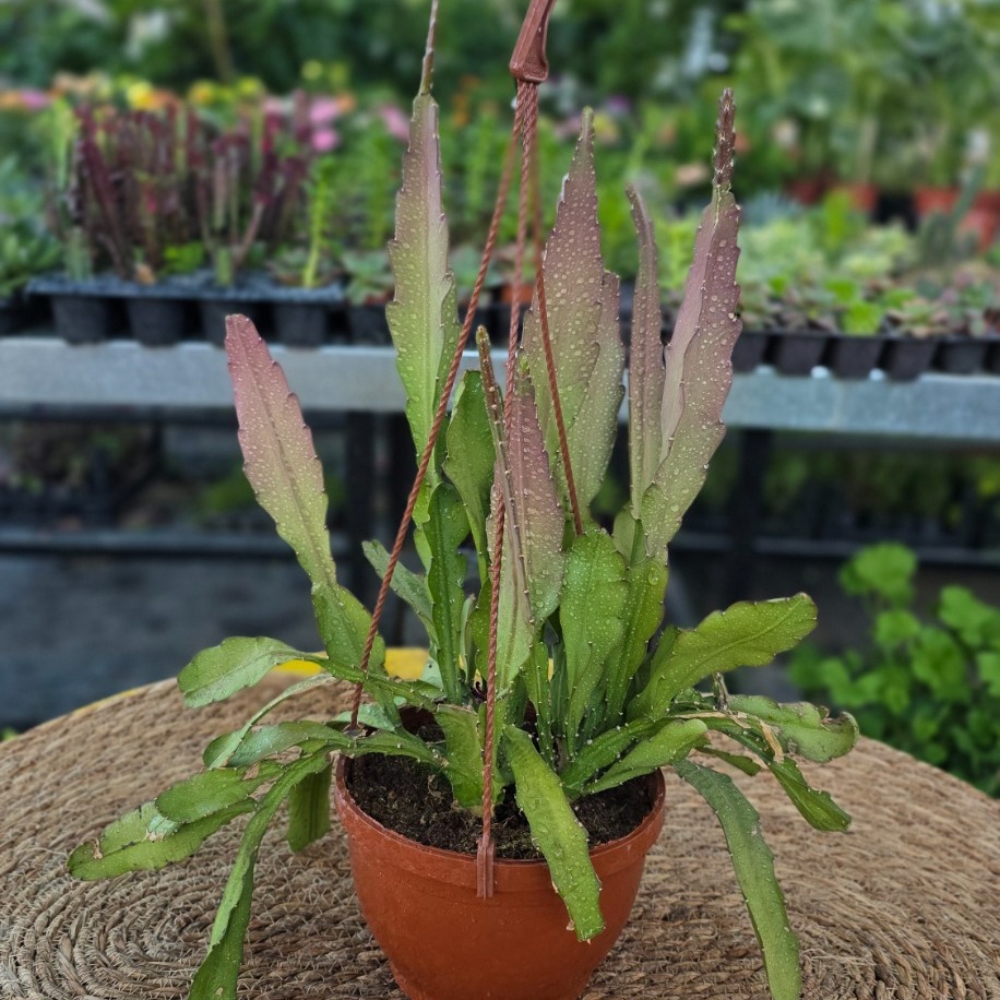 Kırmızı Çiçekli Atlas Çiçeği – Epiphyllum Ackermannii (Sarkıcı Canlı Güneş Kaktüsü)