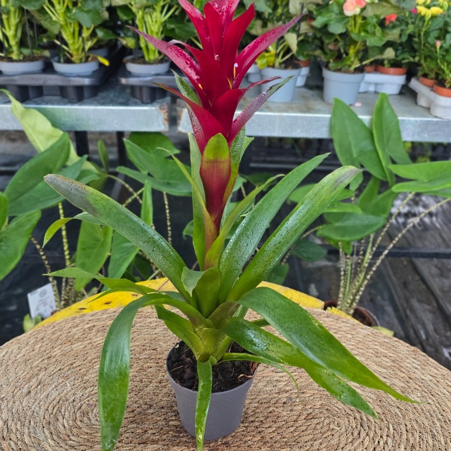 Kırmızı Guzmanya Çiçeği (Guzmania) - Canlı İthal Salon ve Ofis Bitkisi