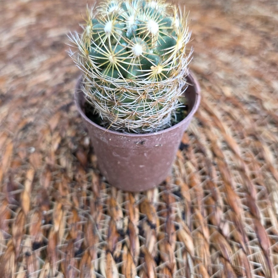Mammillaria Altın Tepeli Kaktüs Fidesi – Canlı Süs Bitkisi