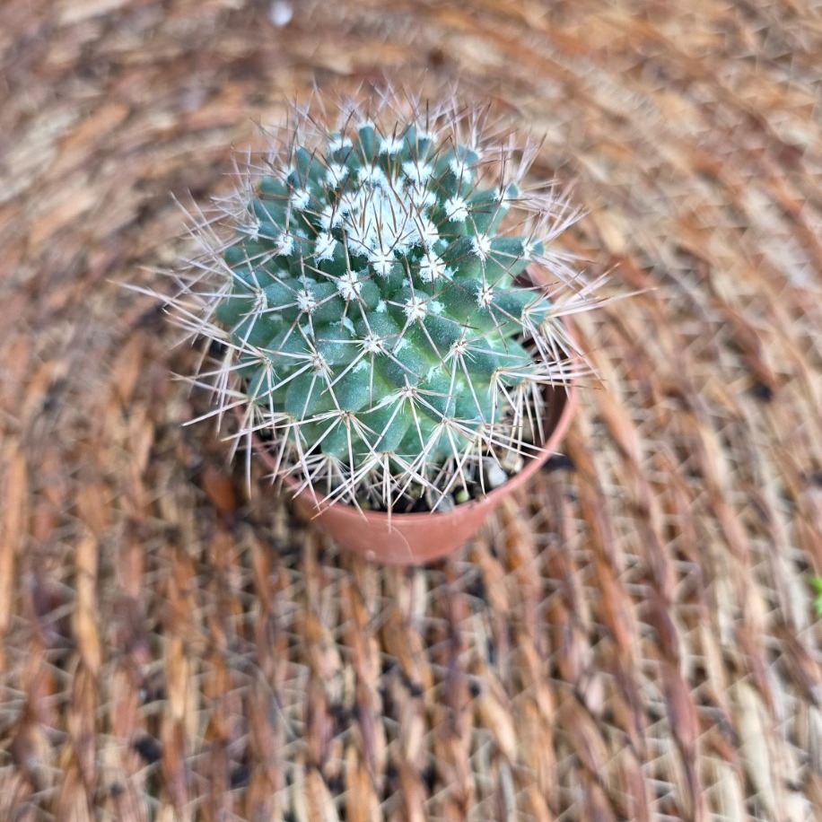 Mammillaria Gümüş Dikenli Kaktüs Fidesi – Canlı Süs Bitkisi