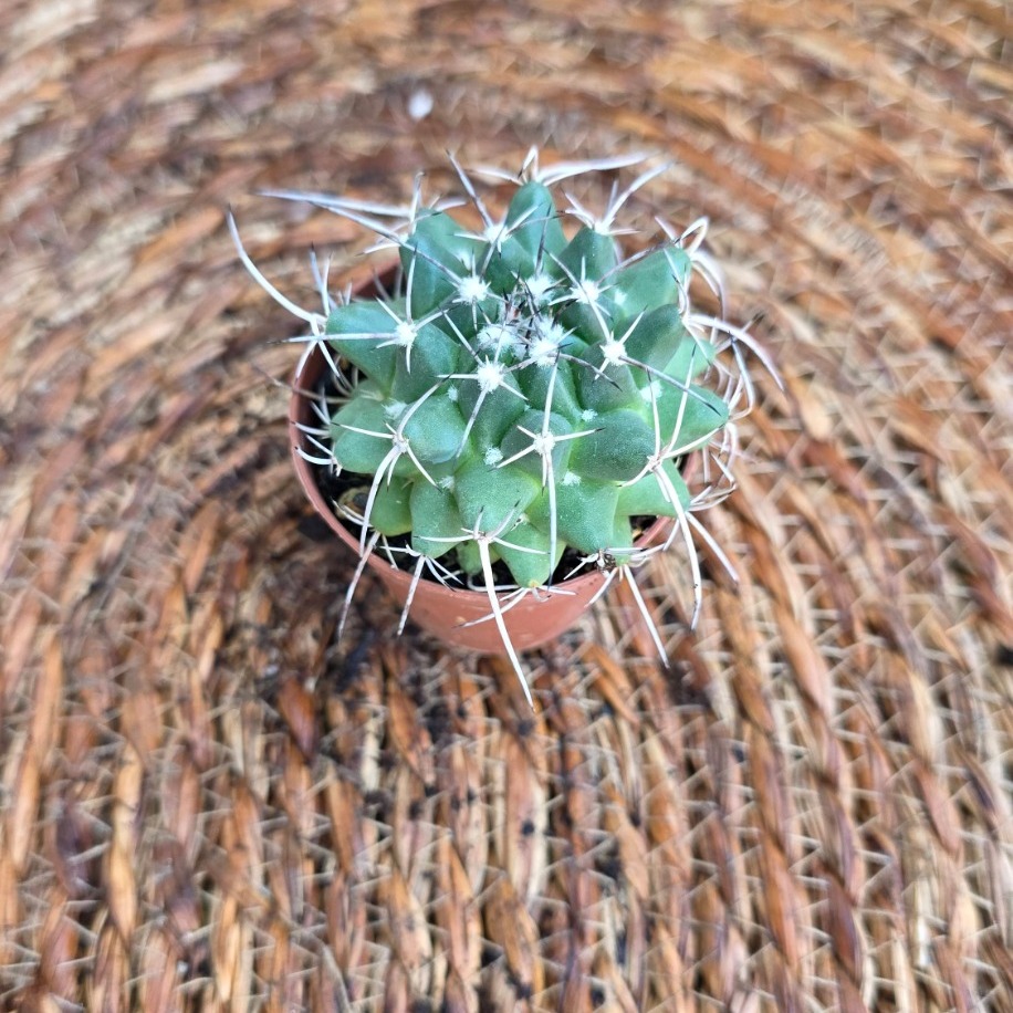 Mammillaria Yıldız Dikenli Kaktüs Fidesi – Canlı Süs Bitkisi