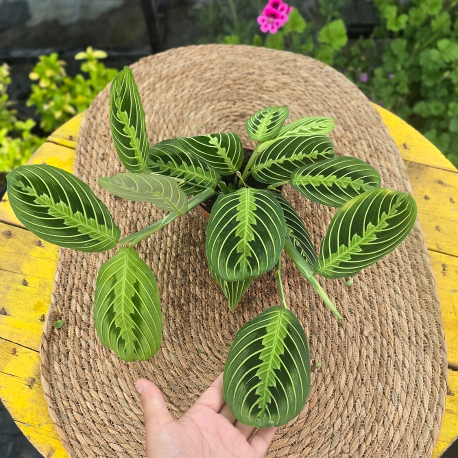 Maranta Lemon Lime – Limon Desenli Dua Çiçeği (Özel Koleksiyon Türü Canlı Salon Bitkisi)