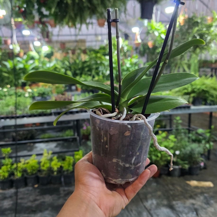 Midi Çiçeksiz Orkide – Phalaenopsis (Kompakt Boy Canlı Salon Bitkisi)
