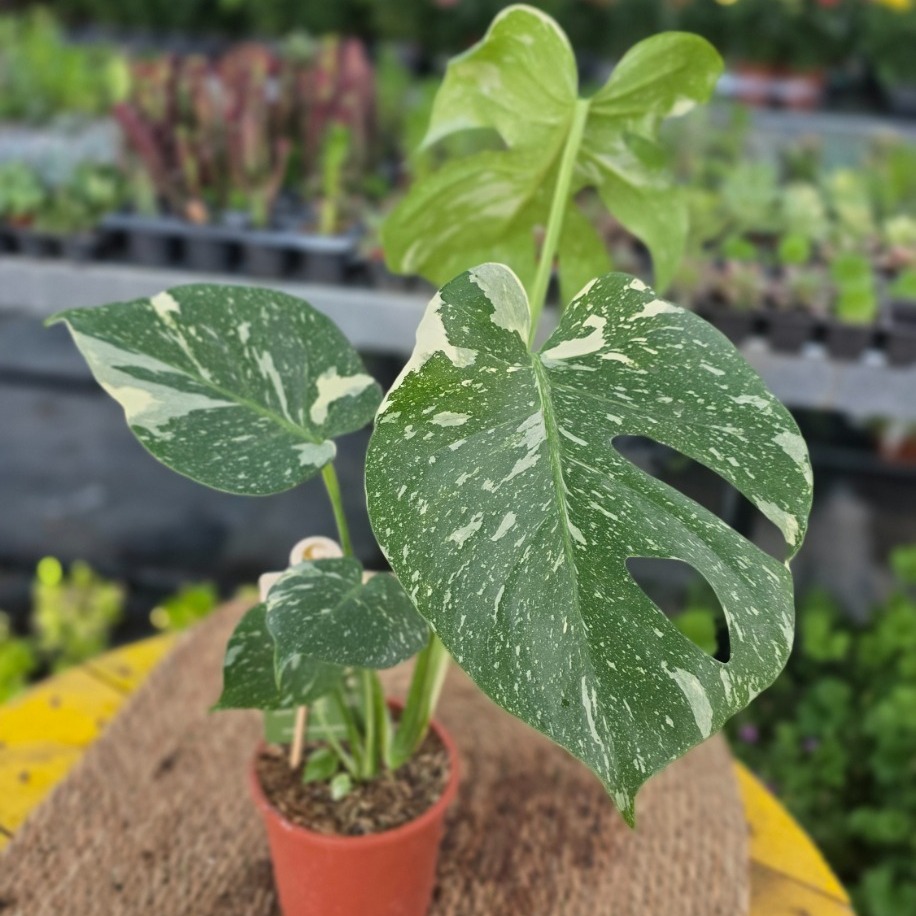 Monstera Thai Constellation – Alacalı Deve Tabanı (Nadir Özel Koleksiyon Canlı Bitkisi)