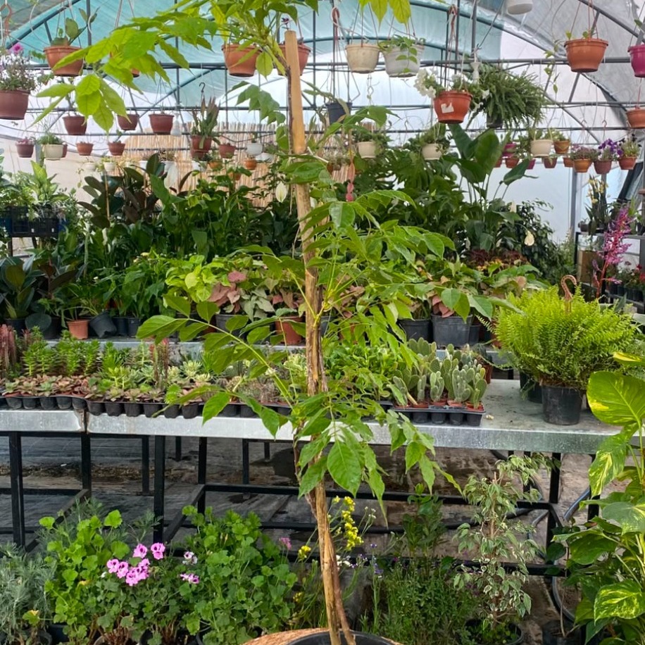 Mor Salkım (Wisteria) – Canlı Görkemli Çiçekli Sarmaşık Bitkisi