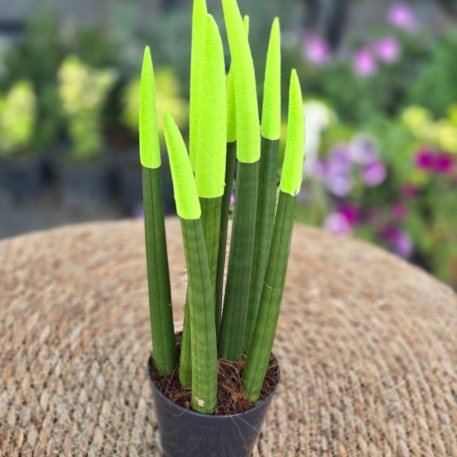 Neon Yeşil Kadife Uçlu Silindirik Paşa Kılıcı (Sansevieria Cylindrica) – Canlı Süs Bitkisi