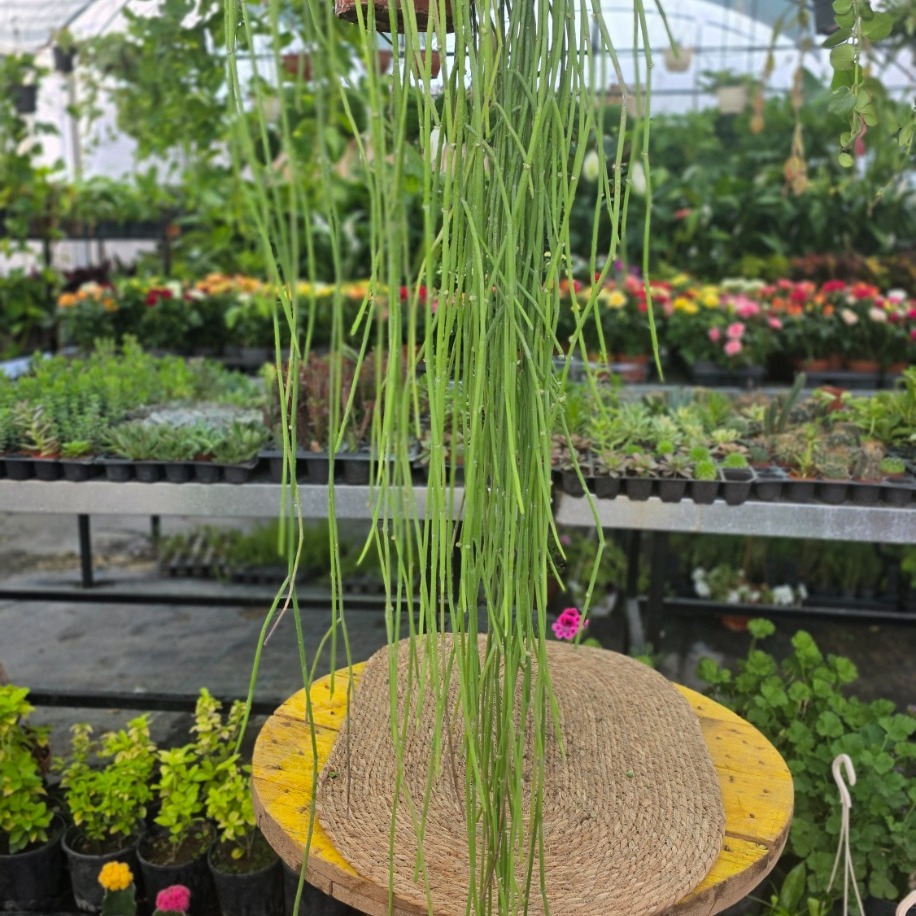 Ökse Otu Kaktüsü – Rhipsalis Baccifera (Askılı Saksıda Dev Ekstra Uzun Canlı Kaktüs)