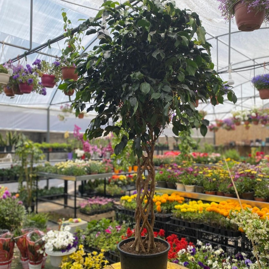 Örgülü Ficus Benjamini (Benjamin) – Canlı Büyük Yapraklı Salon Ağacı