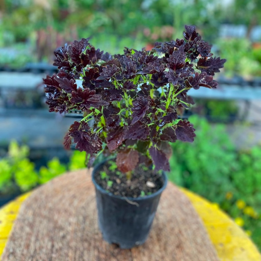 Özel Tür Siyah Meşe Yapraklı Yaprağı Güzel (Kolyos) – Coleus "Black Dragon" (Mürdüm Dantel Yapraklı Canlı Bitki)