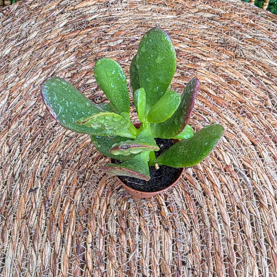 Para Ağacı (Crassula Ovata) – Canlı Sukulent İç Mekan Bitkisi